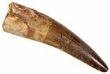 Fossil Spinosaurus Tooth - Real Dinosaur Tooth #357468-1